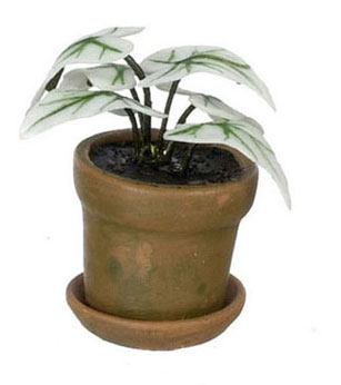 FCA2212 - Caladium Plant, White