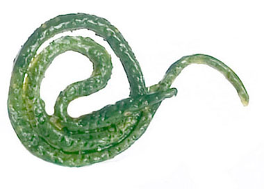 FCA3370 - .Tree Snake