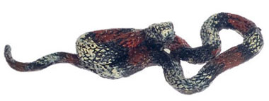 FCA3374L - Ringed Hodnose Snake, Large, Gray &amp; Red &amp; Black