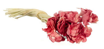 FCA4481CR - Gypso, 24 Pc. Coral