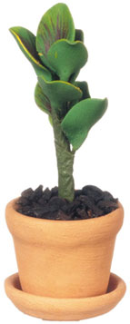 FCA459 - House Plant