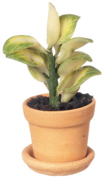 FCA461 - House Plant