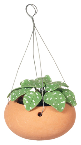 FCA470 - House Plant