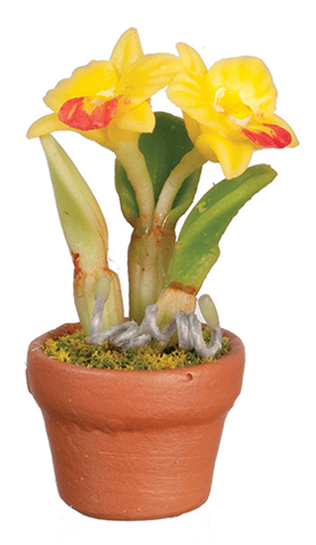 FCA4725 - Cothleya, Yellow