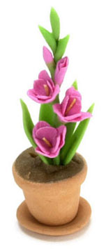 FCAB8046 - Gladiolus In Clay Pot, Pink