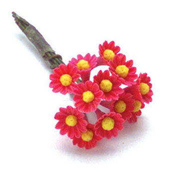 FCAB8071HP - Perennials, 1 Doz, Hot Pink