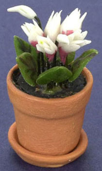 FCAB8183WH - Cyclamen In Pot, White