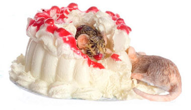 FCJU1120 - White Cake
