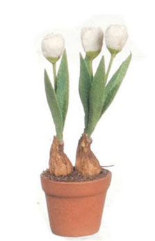 FCMR1026A - Tulips In Terra Cotta Pot, Wh