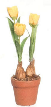 FCMR1026C - Tulips In Terra Cotta Pot, Yw