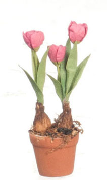 FCMR1026K - Tulips In Terra Cotta Pot, Hp