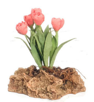 FCMR1027F - Tulips Plant On The Rock, Cr
