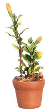 FCMR1043 - Green Plants