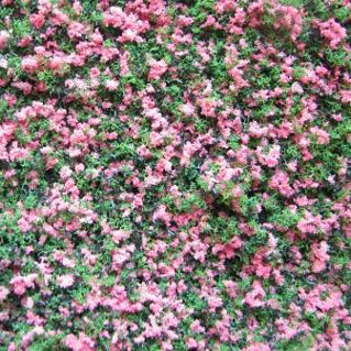 MBGGFP - Garden Growies, Fuchsia