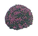 MBT15BDP - Blossom Bush 1-1/2 Inches Tall, Purple 2Pcs