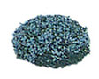 MBT15CB - Blossom Bush 1-1/2In Round, Blue 2Pcs