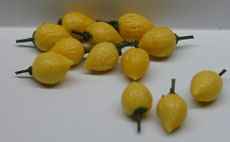 NCRR0243 - Lemons S/12