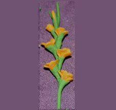 RND56 - Glads, Orange, Per Stem