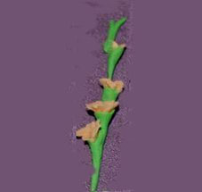 RND57 - Glads, Peach, Per Stem