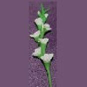 RND59 - Glads, White, Per Stem