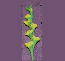 RND60 - Glads, Yellow, Per Stem