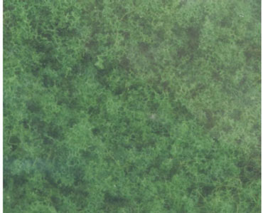 WDSF-53 - Foliage Dark Green