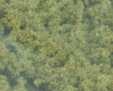 WDSFC134 - Underbrush Clump Foliage Olive Green