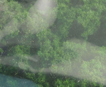 WDSFC146 - Bushes Clump Foliage Medium Green