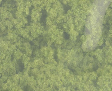WDSFC182 - Clump Foliage Light Green